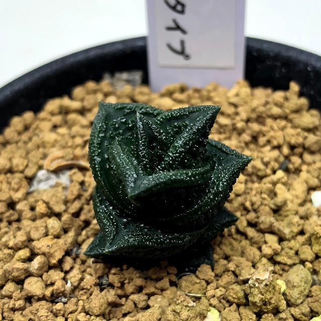 多肉植物 ハオルチア 大型ニグラ 多肉植物：ハオルチア ニグラno.8 特選ダルマタイプ*幅2cm 現品