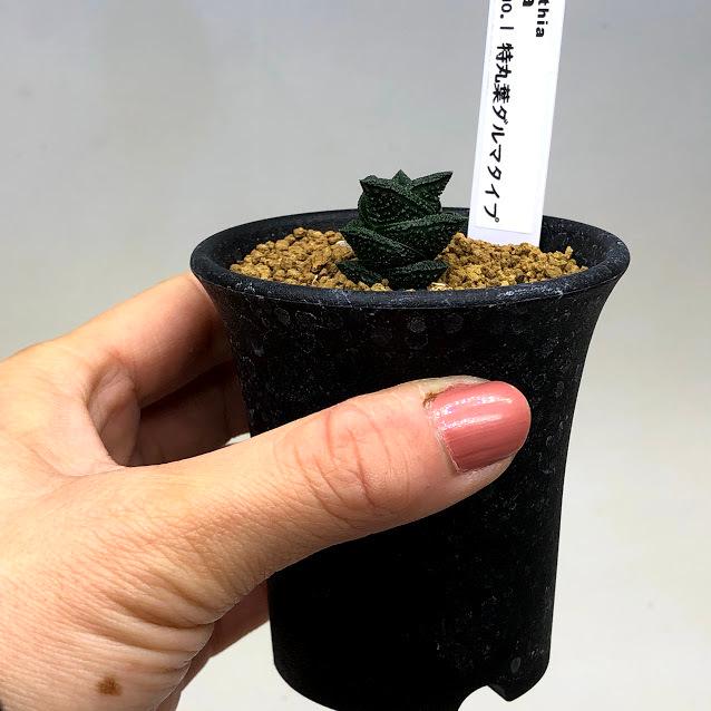 多肉植物：ハオルチア ニグラno.1 特丸葉ダルマタイプ*幅2cm 現品