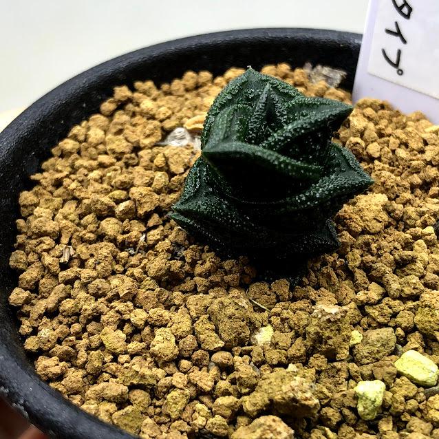 多肉植物：ハオルチア ニグラno.1 特丸葉ダルマタイプ*幅2cm