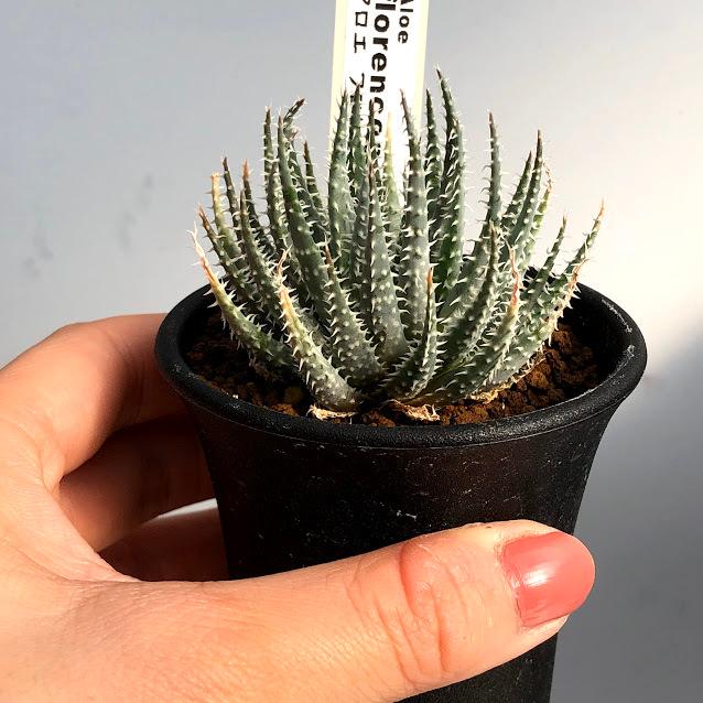 多肉植物：アロエ フロレンシアエ*幅6cm : 遊恵盆栽 Yahoo!店 - 通販