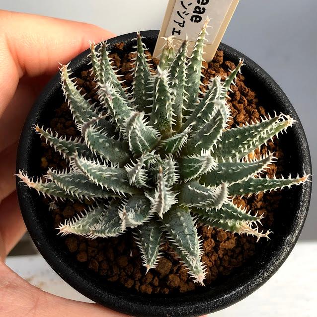 多肉植物：アロエ フロレンシアエ*幅6cm : 遊恵盆栽 Yahoo!店 - 通販