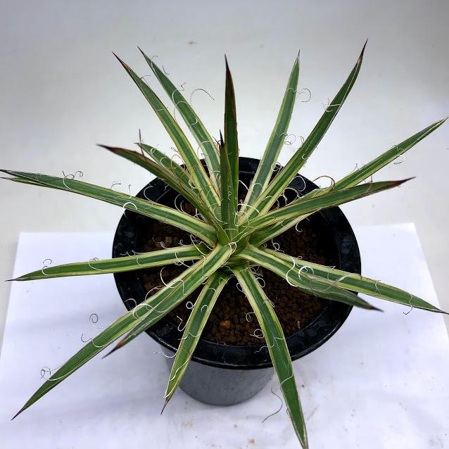 多肉植物：アガベ 滝の白糸錦 覆輪*幅19cm 現品！一品限り : 遊恵