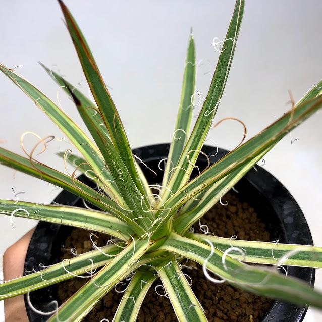 多肉植物：アガベ 滝の白糸錦 覆輪*幅19cm 現品！一品限り : 遊恵