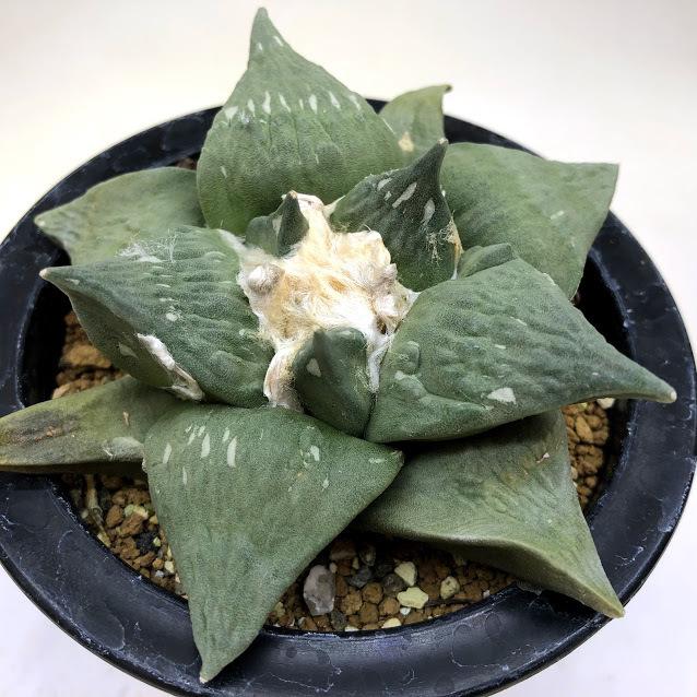 サボテン アリオカルプス 玉牡丹 幅10ｃｍ 現品 一品限り Sv 遊恵盆栽 Yahoo 店 通販 Yahoo ショッピング