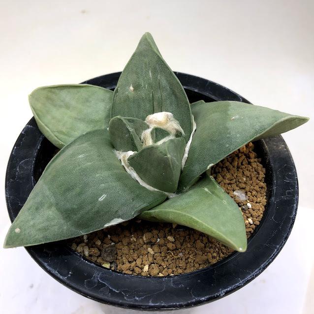 サボテン：アリオカルプス 玉牡丹*幅10cm 現品！一品限り