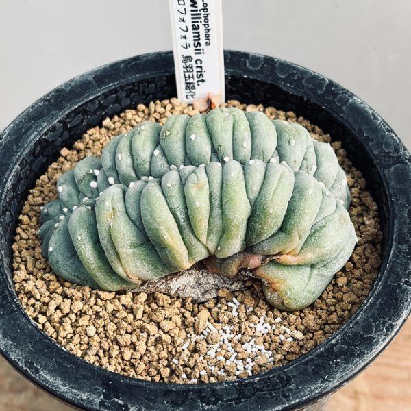 オレンジ系 激安セール 多肉植物 サボテン ロホホラ 烏羽玉 実生 植物 観葉植物 インテリア 住まい 小物オレンジ系 9 900 Jkkniu Edu
