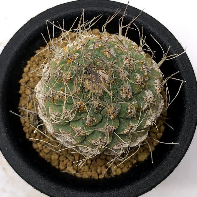 サボテン:ストロンボカクタス 菊水 自根*幅4.5cm 現品!一品 サボテン:ストロンボカクタス 菊水 自根*幅4.5cm 現品!一品