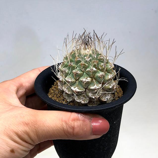サボテン:ストロンボカクタス 菊水 自根*幅4.5cm 現品!一品 サボテン:ストロンボカクタス 菊水 自根*幅4.5cm 現品!一品