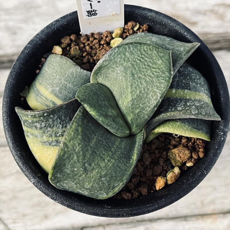 多肉植物：ガステリア ピランシー錦*幅7cm 現品！一品限り : 遊恵