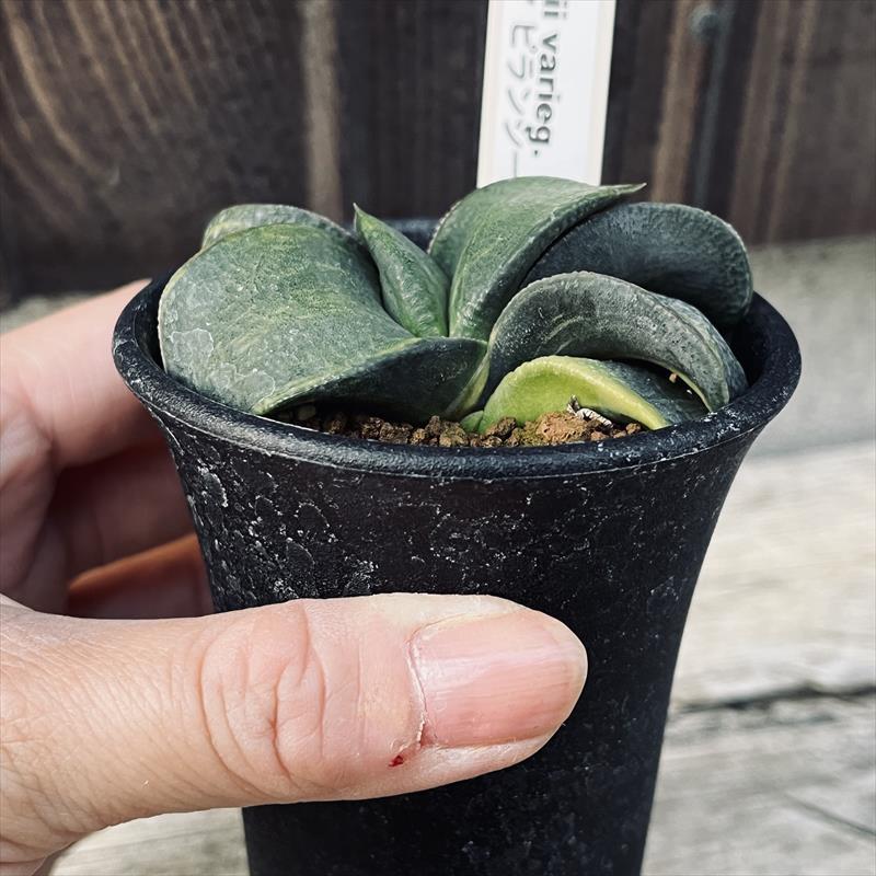 多肉植物：ガステリア ピランシー錦*幅7cm 現品！一品限り : 遊恵