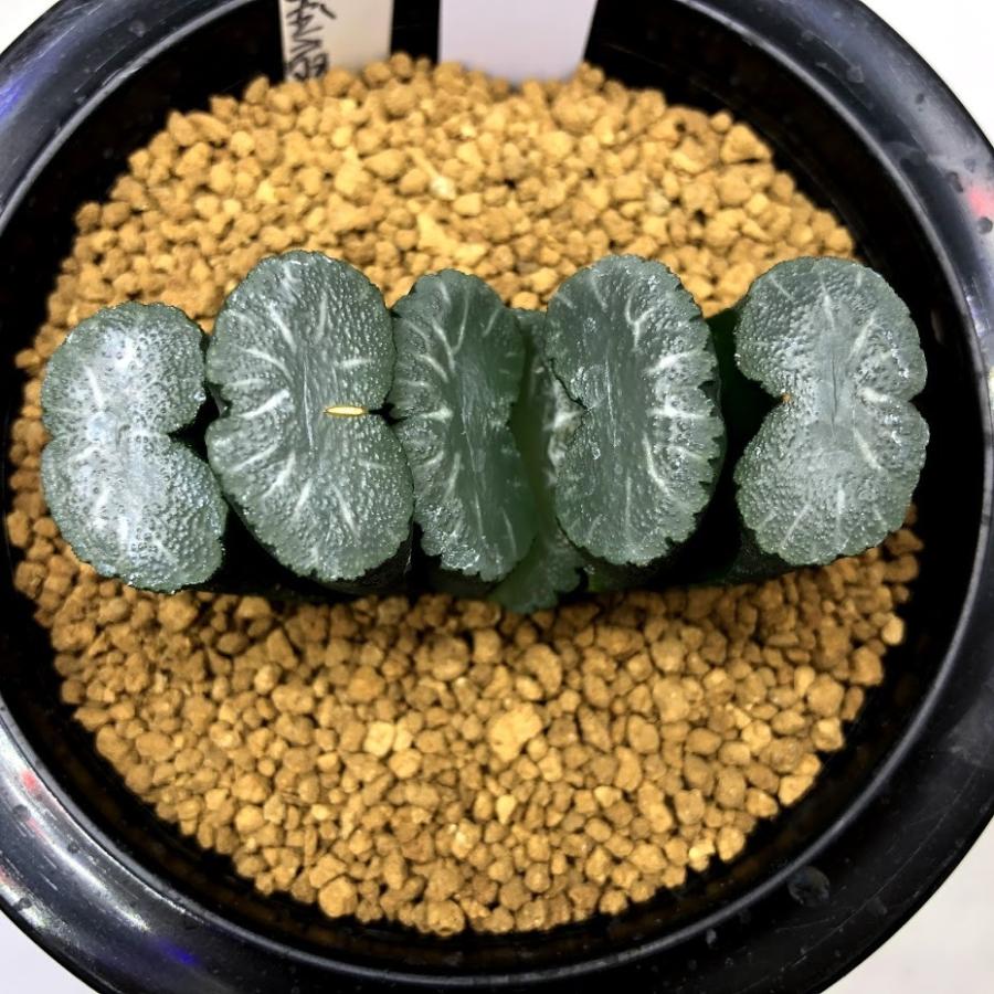 多肉植物：ハオルチア 玉扇 大型丸葉玉扇*幅6.5cm 現品！一品