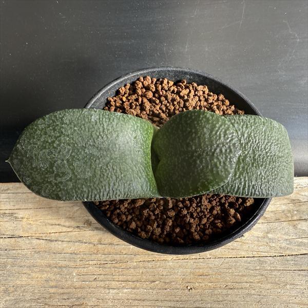 多肉植物：ガステリア 西村臥牛*M 幅12cm : 遊恵盆栽 Yahoo!店