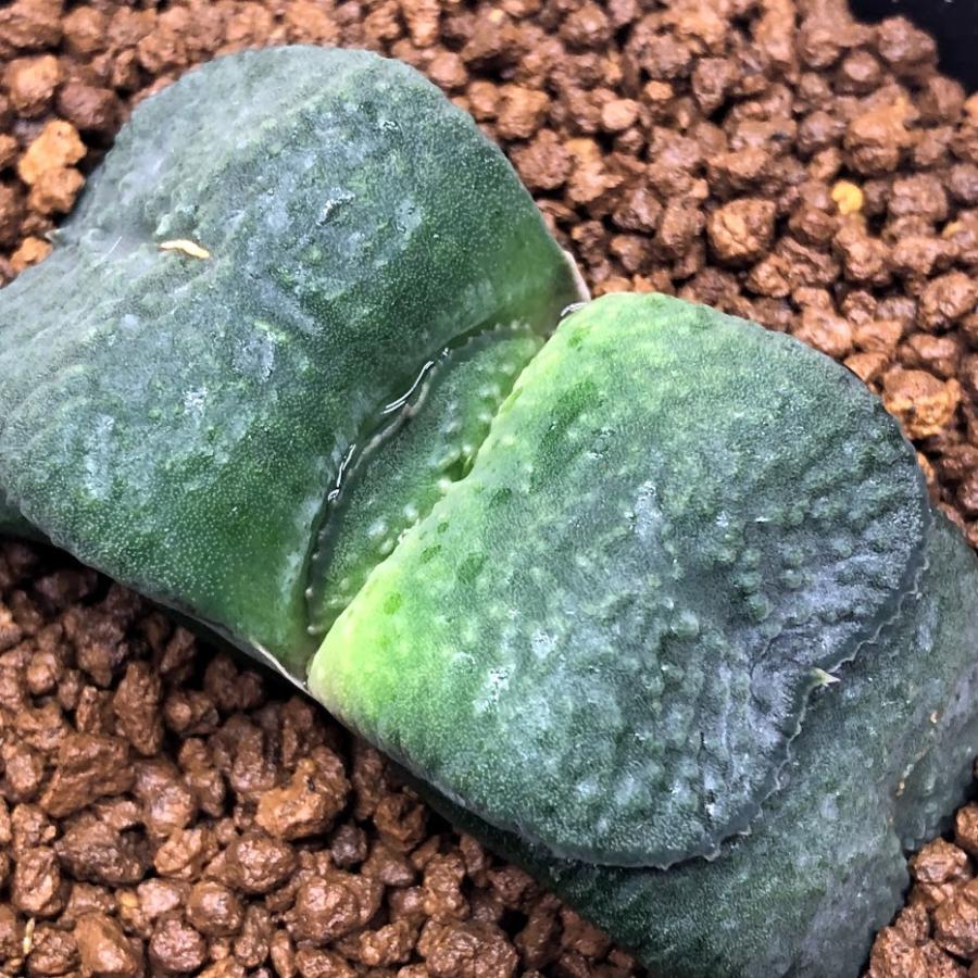 ロウルサンコさんラベル付き☆多肉植物 ガステリア属 臥牛十兵衛 ロウルサンコさんラベル付き☆多肉植物 ガステリア属 臥牛十兵衛