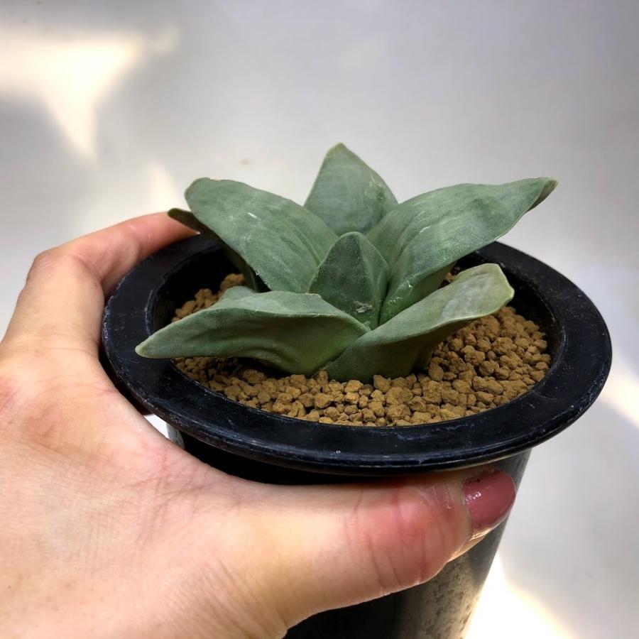 サボテン：アリオカルプス 玉牡丹*幅9cm 現品！一品限り ※葉に傷み