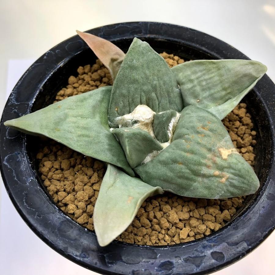 サボテン アリオカルプス 玉牡丹 幅9ｃｍ 現品 一品限り 葉に傷みあり Sv 遊恵盆栽 Yahoo 店 通販 Yahoo ショッピング