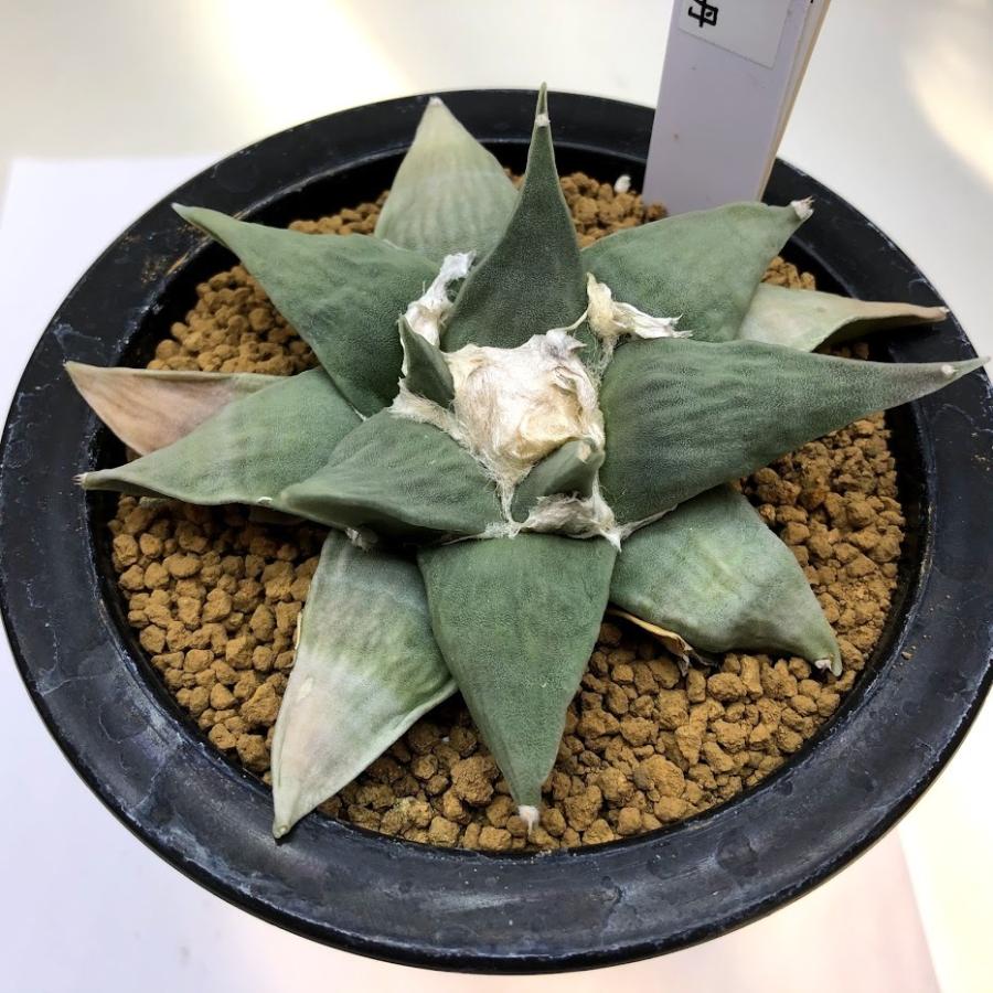 サボテン：アリオカルプス ロイヤル玉牡丹*幅9cm 現品！一品限り