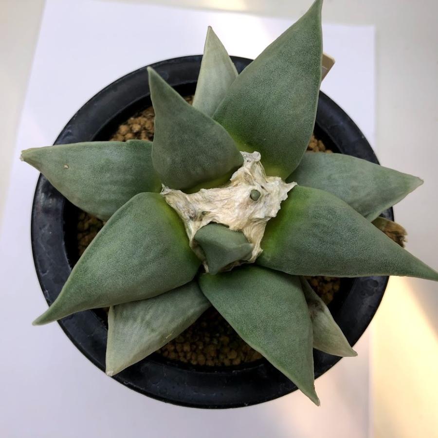 サボテン：アリオカルプス ロイヤル玉牡丹*幅10cm 現品！一品限り