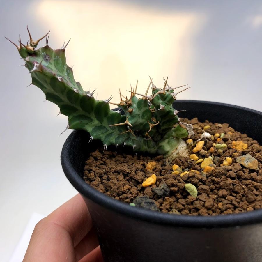 多肉植物：ユーフォルビア トルチラマ*幅5.5cm 現品！一品限り