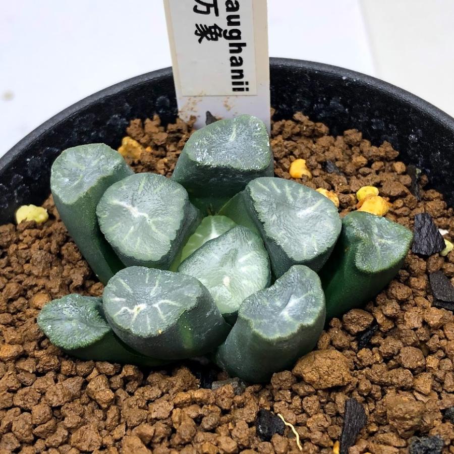 豪華 多肉植物 ハオルチア 万象 貴志氏 3 1 11 幅8ｃｍ 現品 一品限り 新品 Siamsecure Co Th