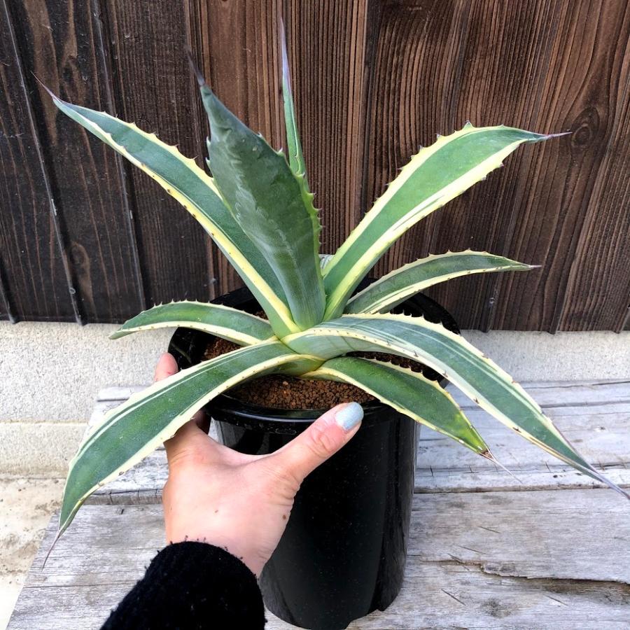 多肉植物：アガベ サルミアナ バターフィンガーズ*幅36cm 現品