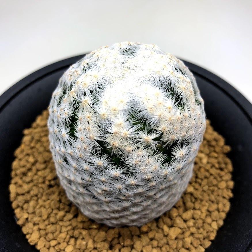 サボテン　マミラニア　大文字白鳥　カキコ袖ヶ浦接ぎ マミラリア 白鳥 大文字 カキ仔 Mammillaria herrerae サボテン 多肉