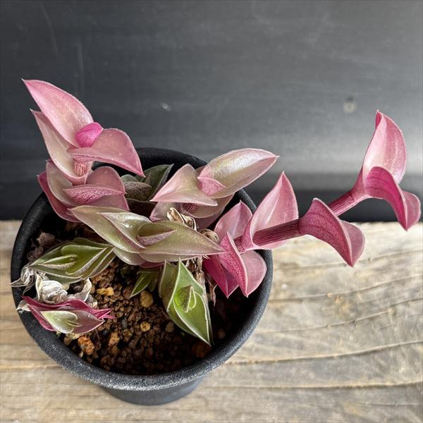 多肉植物：トラデスカンティア 重ね扇*全幅7cm : 遊恵盆栽 Yahoo!店
