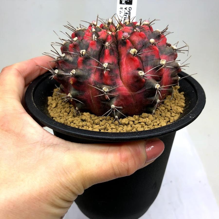 サボテン:ギムノカリキウム 緋牡丹錦 ツギ*幅8cm 現品!一品 サボテン:ギムノカリキウム 緋牡丹錦 ツギ*幅8cm 現品!一品