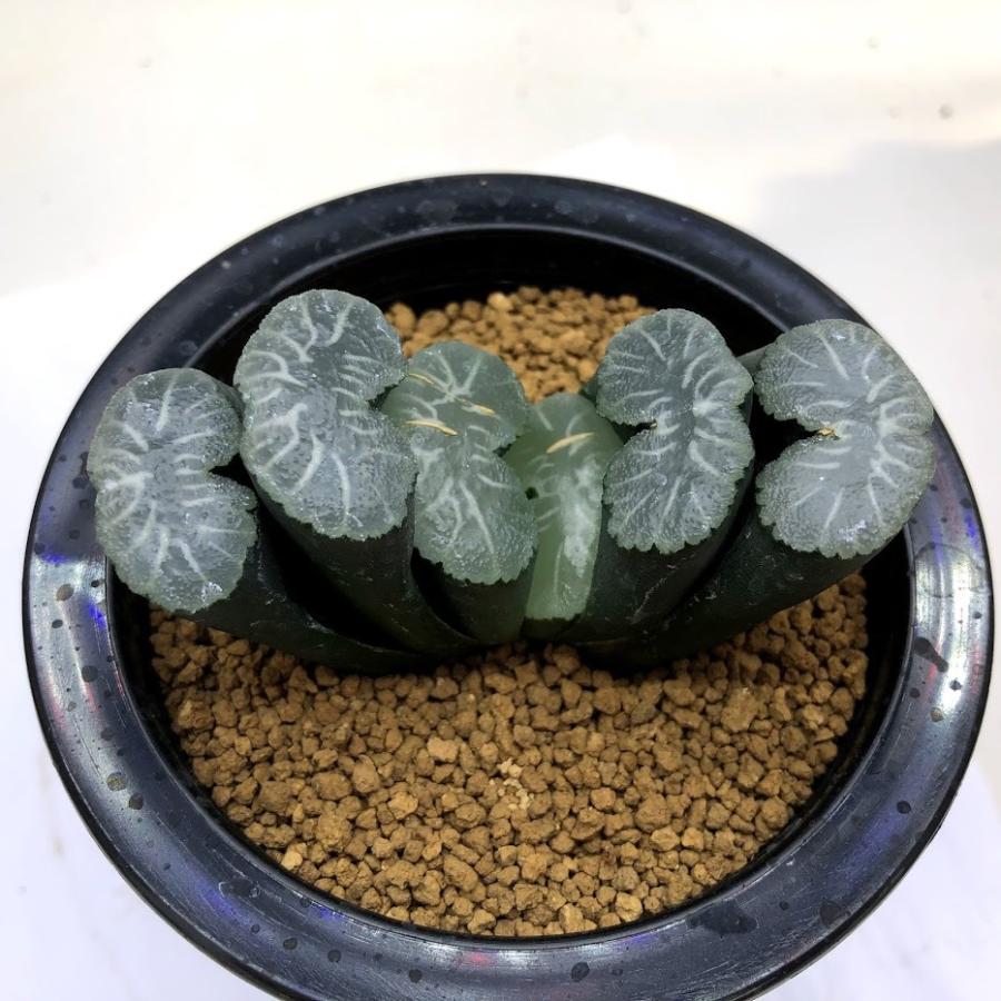 最高の 多肉植物 ハオルチア 玉扇 ラベル落ち 幅8ｃｍ 現品 一品限り 独創的 Zoetalentsolutions Com