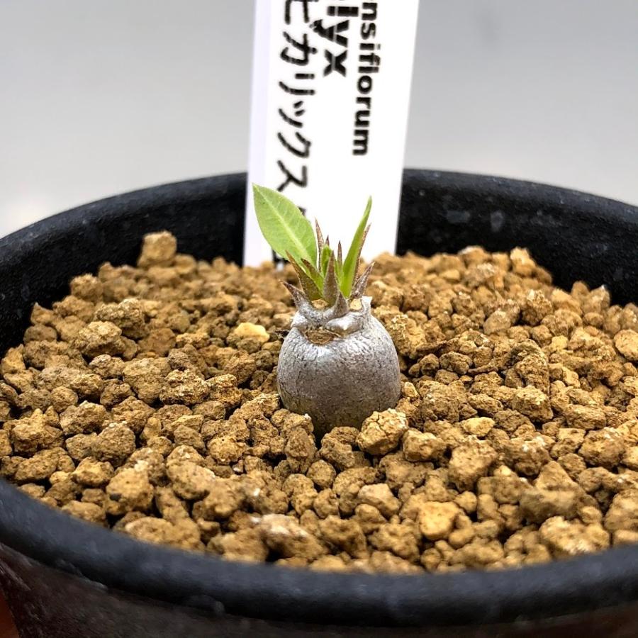 コーデックス：パキポディウム ブレビカリックス 実生*幅1cm