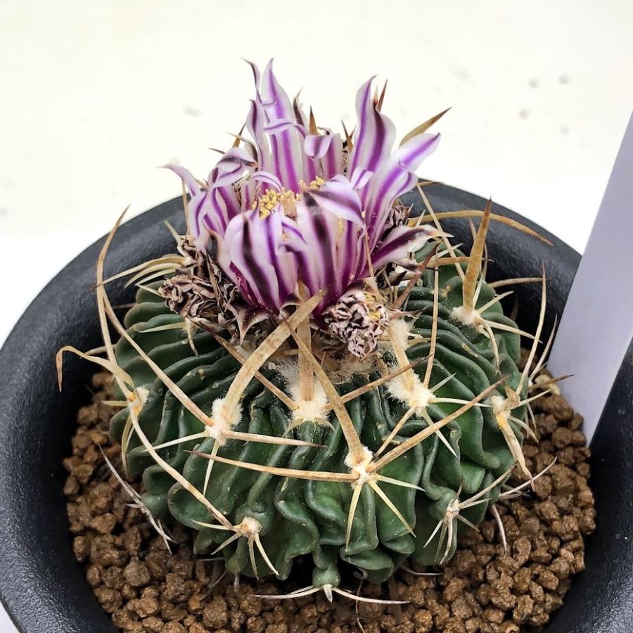 サボテン：エキノフォスロカクタス 縮玉*幅5cm 現品！一品限り