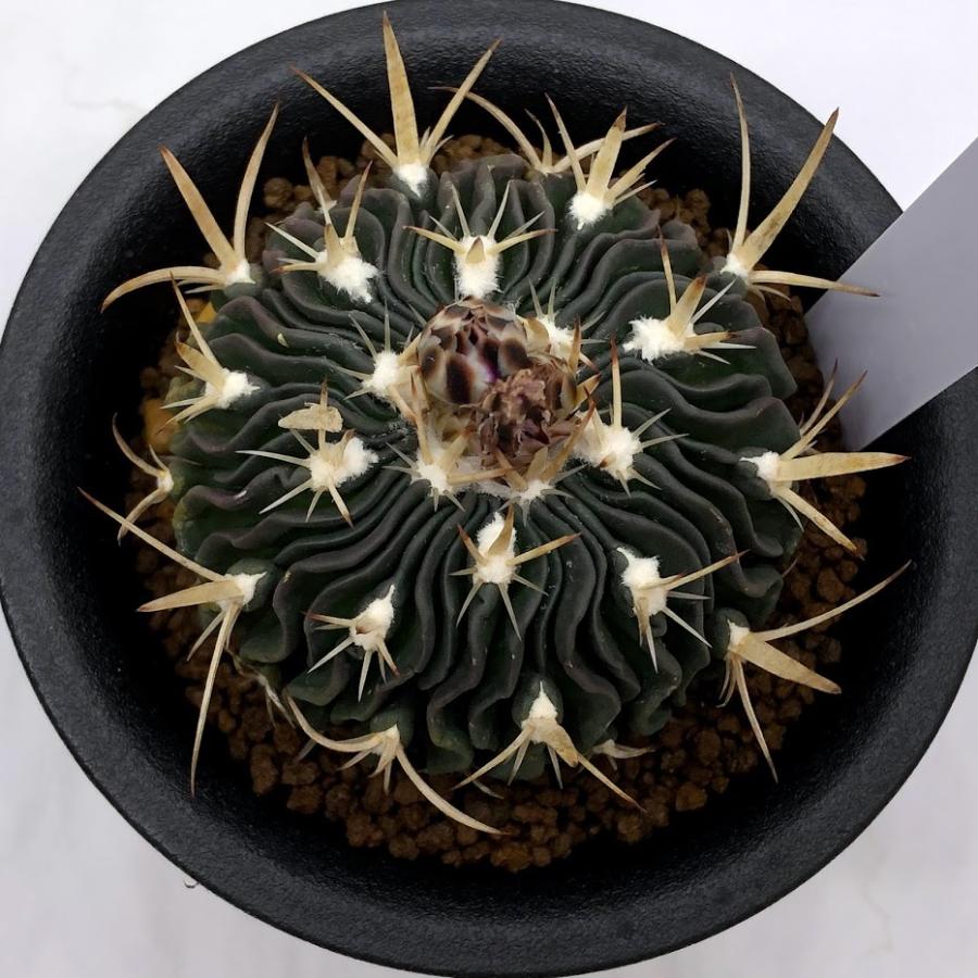 サボテン スリクソン SRIXON ZXi4 IRON 8本セット（5〜SW） Diamana ZXi