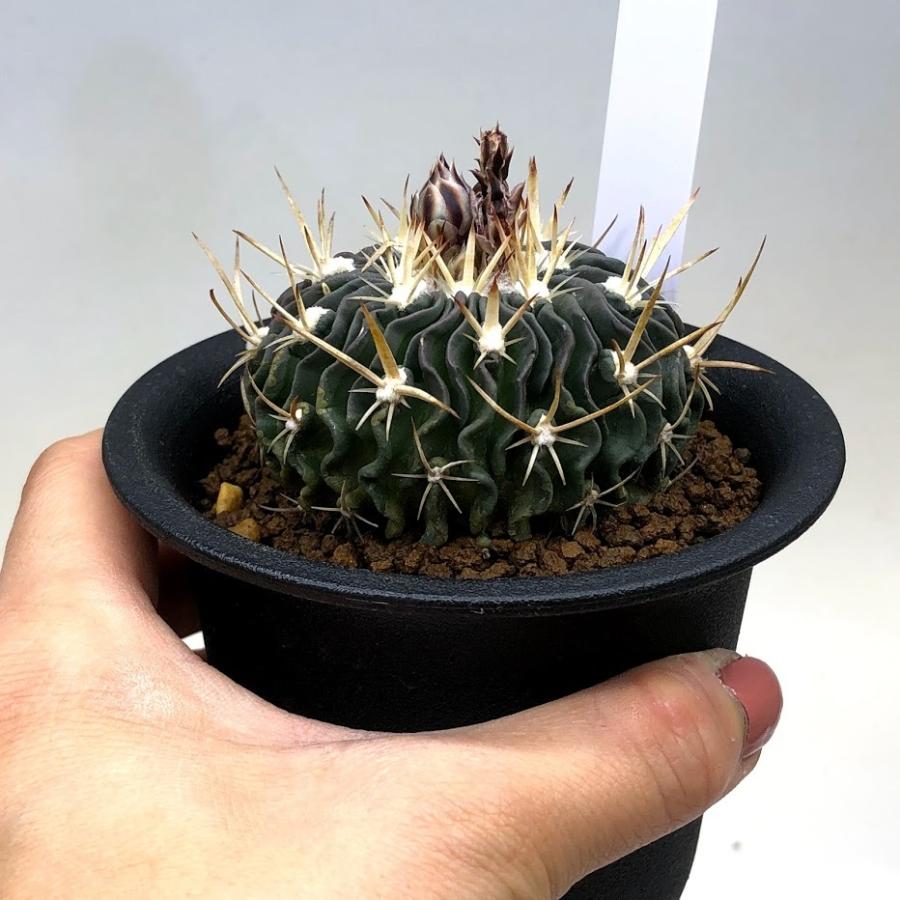 サボテン スリクソン SRIXON ZXi4 IRON 8本セット（5〜SW） Diamana ZXi