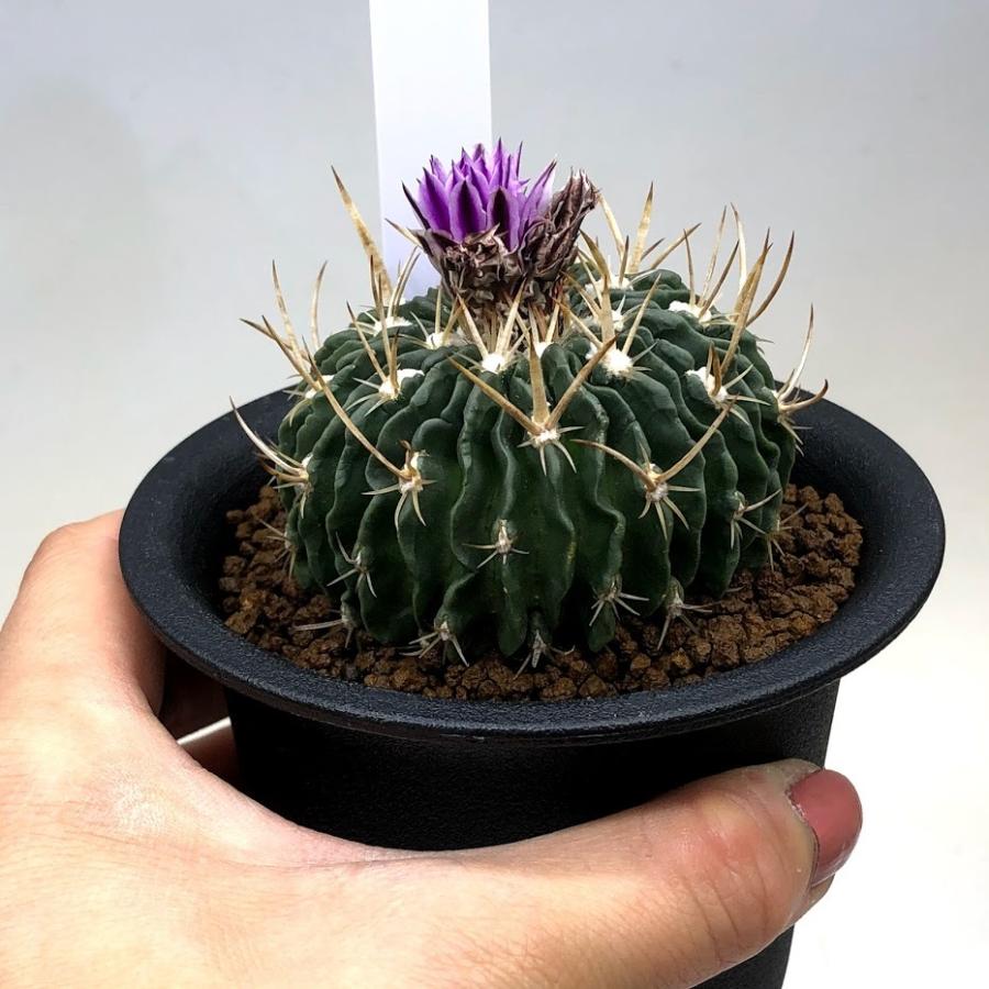サボテン:エキノフォスロカクタス 縮玉*幅6cm 現品!一品限り サボテン:エキノフォスロカクタス 縮玉*幅6cm 現品!一品限り