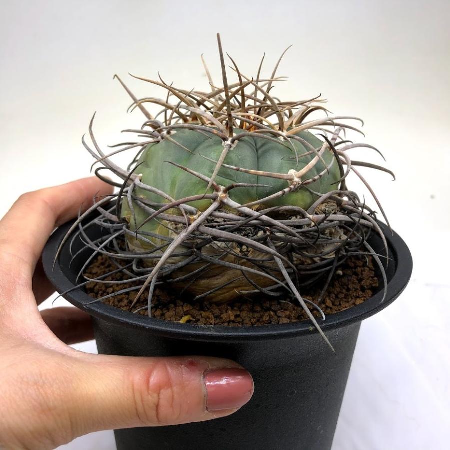 サボテン：ギムノカリキウム 光琳玉*幅8cm 現品！一品限り ※傷あり