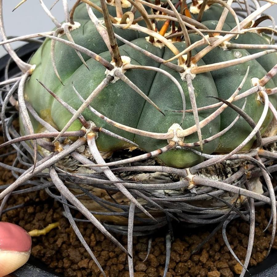 ギムノカリキム　光琳玉　実生　サボテン サボテン：ギムノカリキウム 光琳玉*幅3cm ☆赤松実生 : 遊恵
