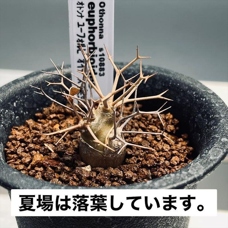 コーデックス:オトンナ ユーフォルビオイデス 実生*葉幅7cm コーデックス:オトンナ ユーフォルビオイデス 実生*葉幅7cm