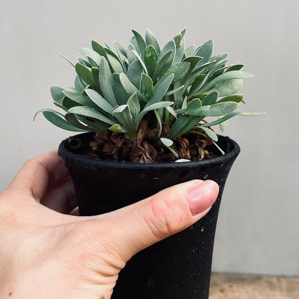 ソネット オカリナ lehl S-5C 昭和51 昭和レトロ e73882f57ecbecfc4c989b16ea901a