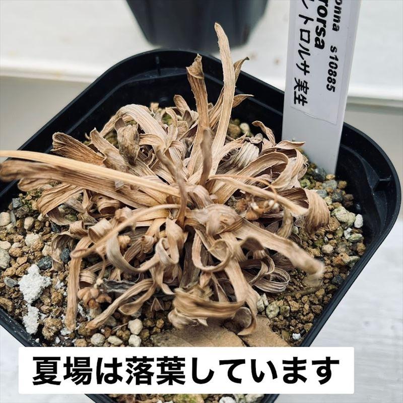 コーデックス：オトンナ レトロルサ 実生*葉幅6cm : 遊恵盆栽 Yahoo