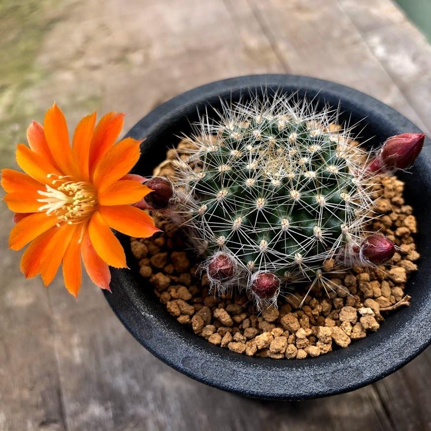 サボテン：レブチア フラビスティラ*幅4cm : 遊恵盆栽 Yahoo!店