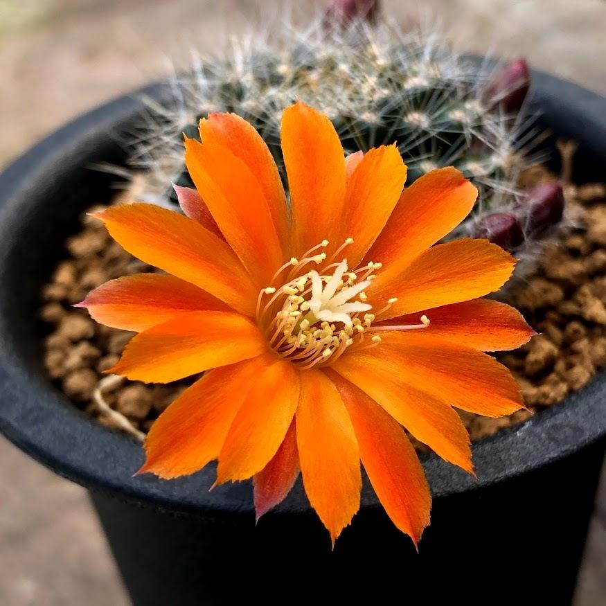 サボテン：レブチア フラビスティラ*幅4cm : 遊恵盆栽 Yahoo!店