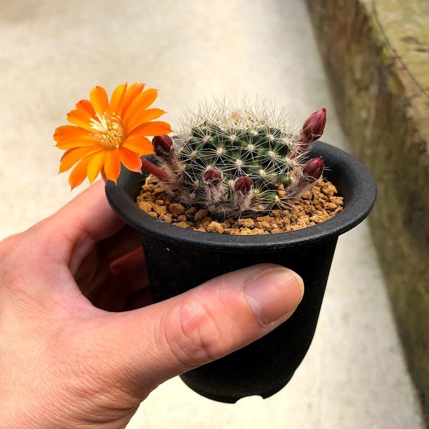 サボテン：レブチア フラビスティラ*幅4cm : 遊恵盆栽 Yahoo!店