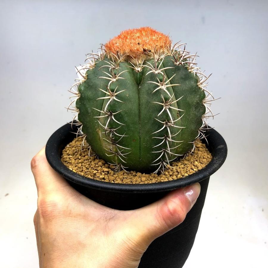 サボテン：メロカクタス マタンザナス 魔雲 実生*LL 幅10cm : 遊恵