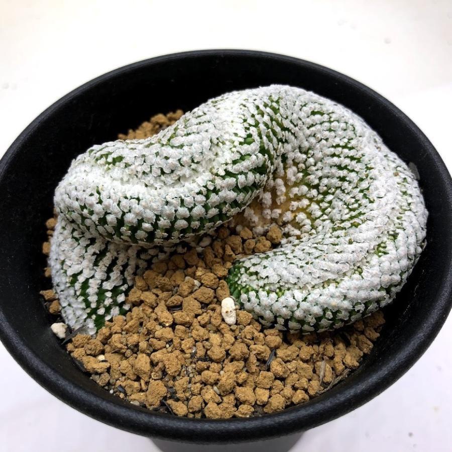 サボテン：ツルビニカルプス バラ丸 綴化*幅8.5cm 現品！一品限り 