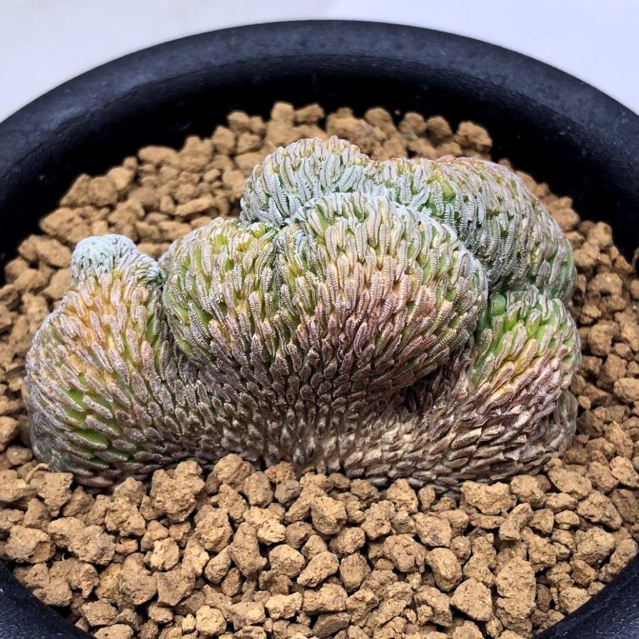 サボテン:ペレキフォラ 精巧丸 綴化 自根*幅6cm 現品!一品 サボテン:ペレキフォラ 精巧丸 綴化 自根*幅6cm 現品!一品