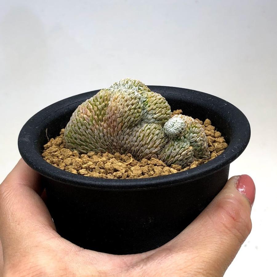 サボテン:ペレキフォラ 精巧丸 綴化 自根*幅6cm 現品!一品 サボテン:ペレキフォラ 精巧丸 綴化 自根*幅6cm 現品!一品