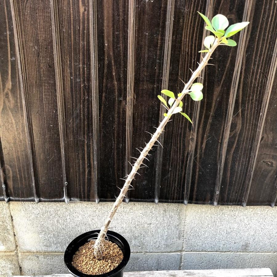 コーデックス：フォークイエリア ディグエッティ*幅7cm 現品！一品