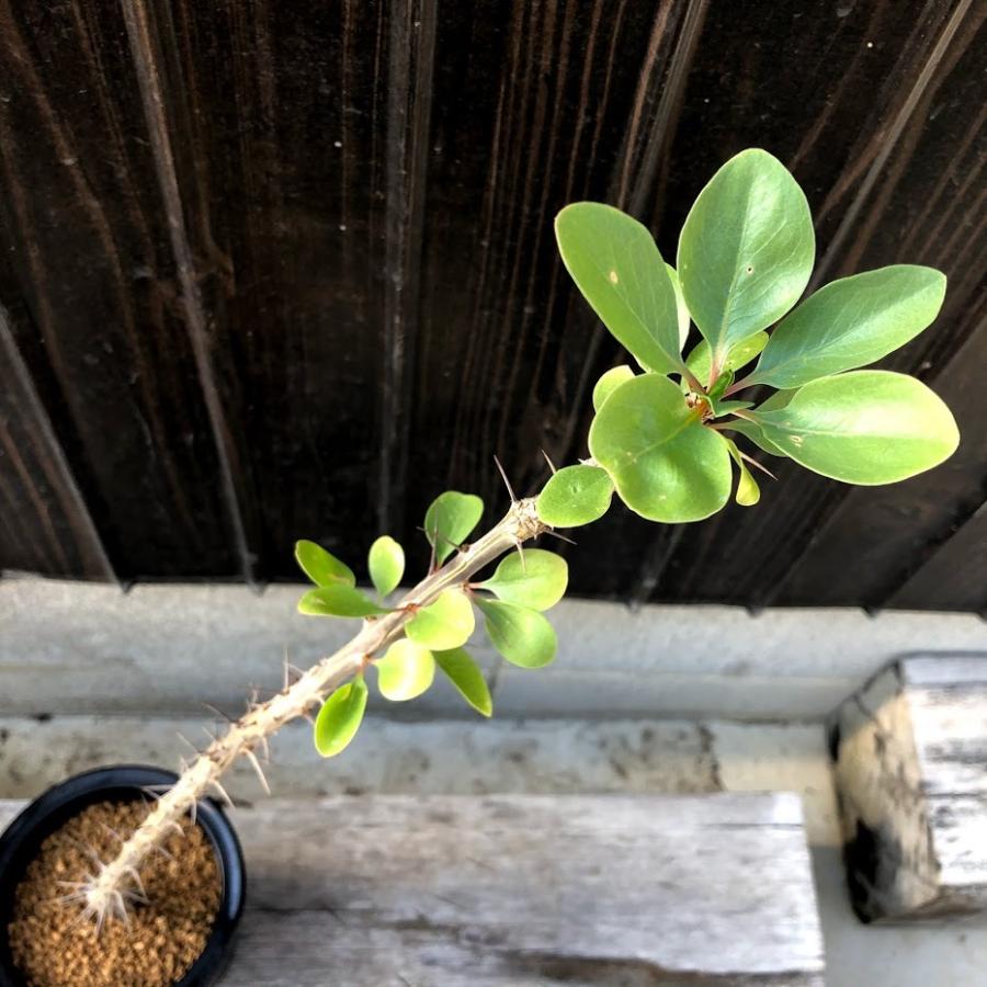 コーデックス：フォークイエリア ディグエッティ*幅7ｃｍ　現品！一品限り｜y-bonsai｜02