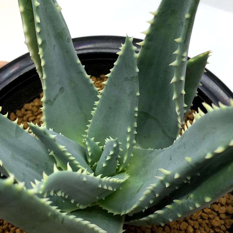 多肉植物：アロエ ピランシー 実生*幅12cm 現品！一品限り : 遊恵