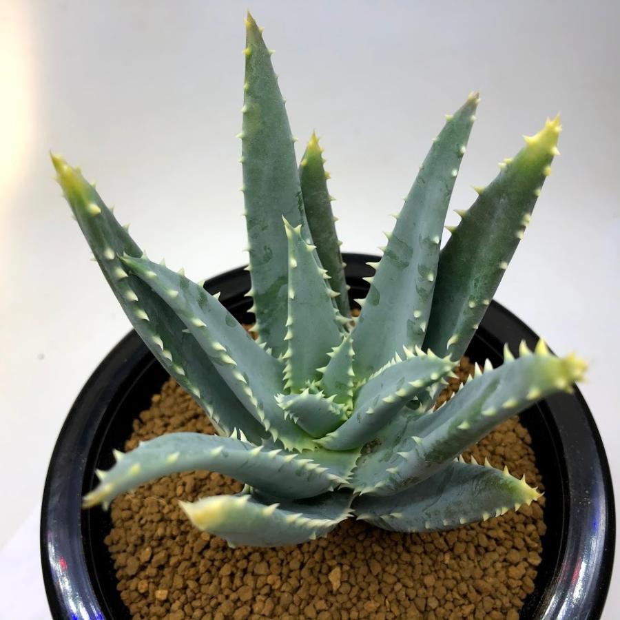 多肉植物：アロエ　ピランシー　実生*幅9ｃｍ 現品！一品限り