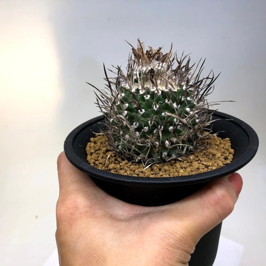 サボテン：ツルビニカルプス グラキリス*幅5cm 現品！一品限り